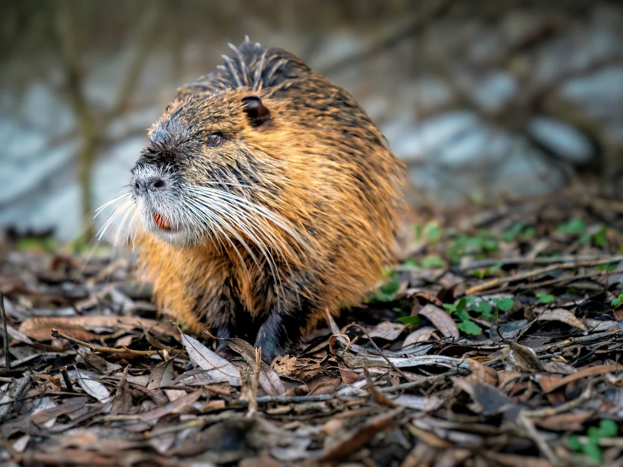 Beavers' diet of leaves and bark create the sweet sac excretion scent.