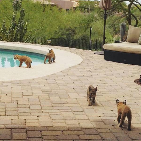  Those four cubs are being closely guarded by mum in the corner by the cactus... but did you spot her?